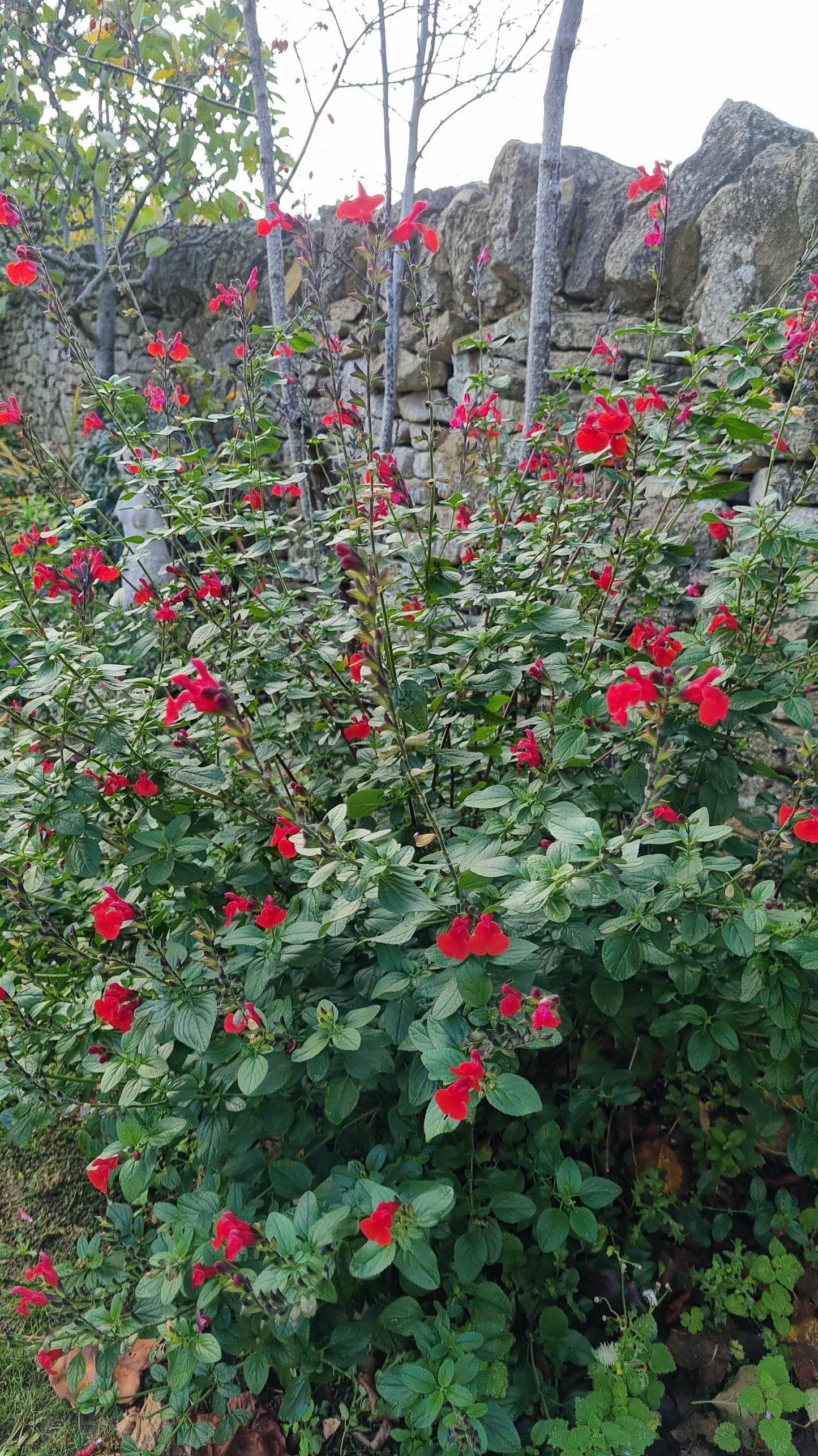Salvia Royal Bumble
