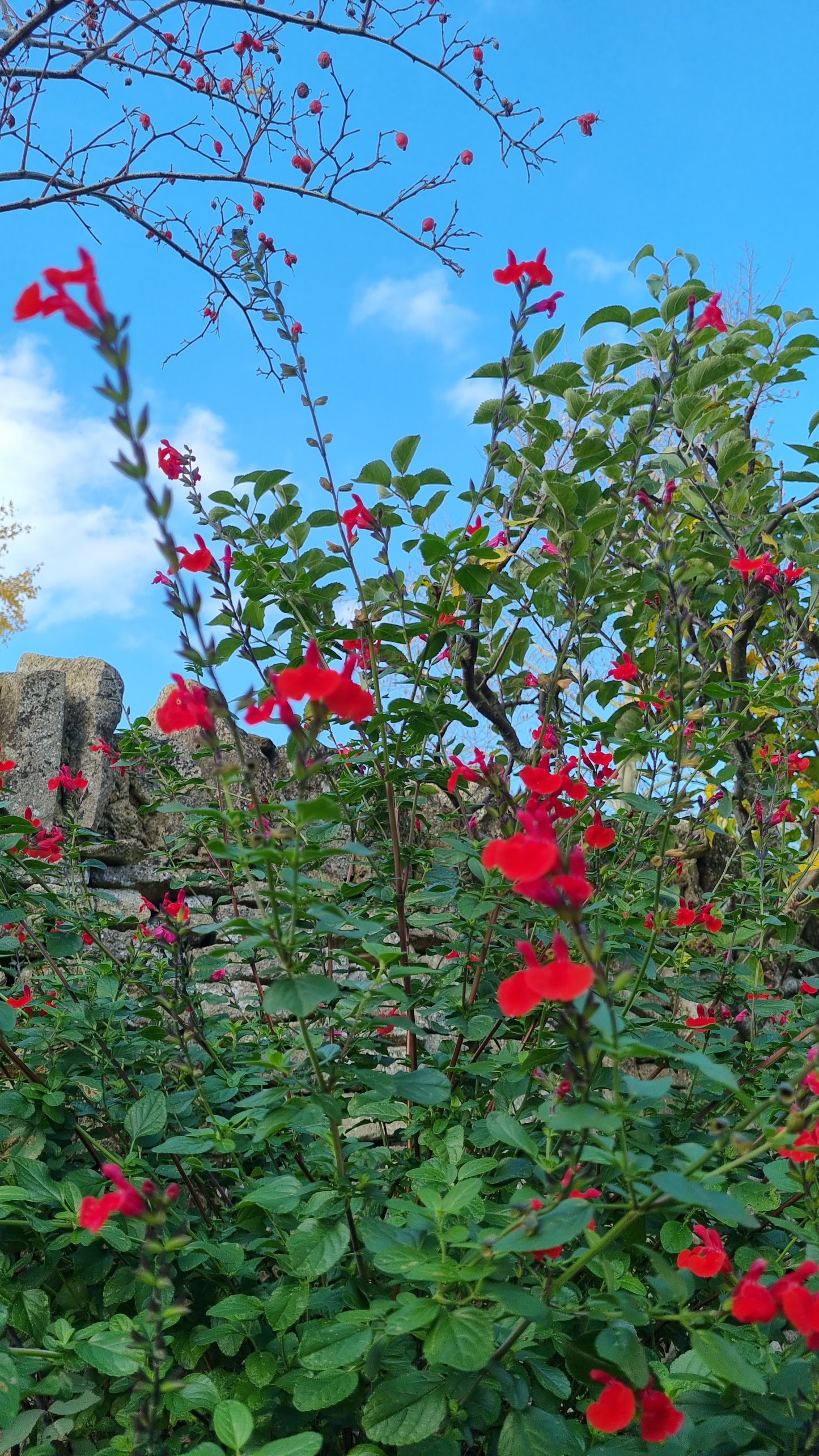 Salvia Royal Bumble