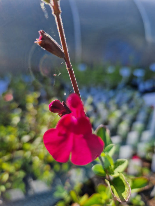 Salvia Courson Pink