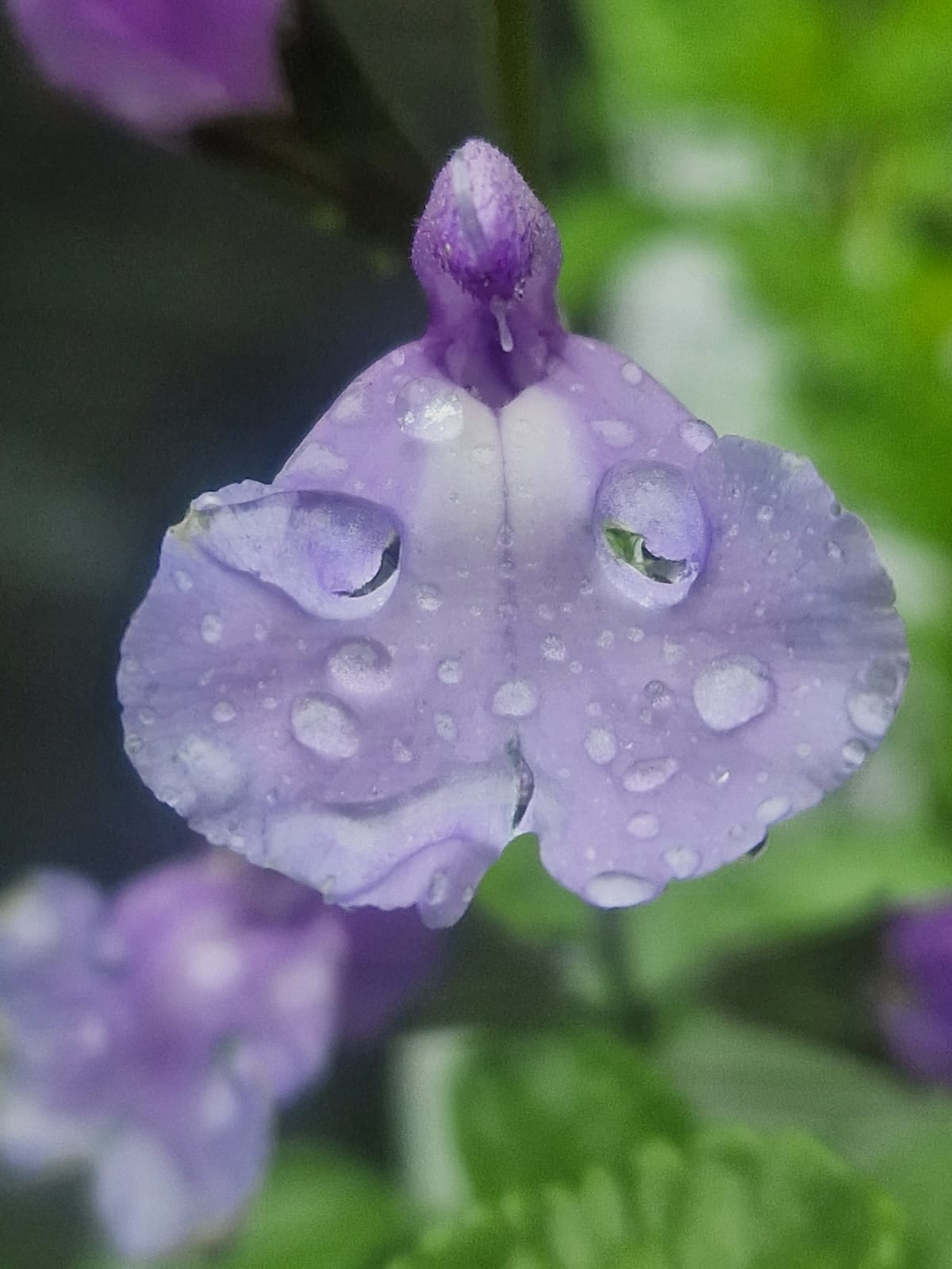 Salvia 'So cool pale blue'