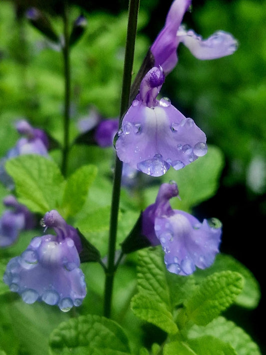 Salvia 'So cool pale blue'