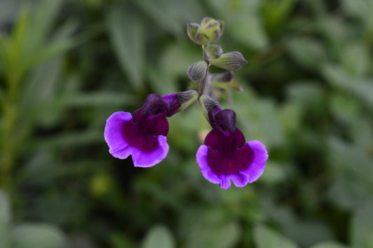 Salvia Blackberry Ripple