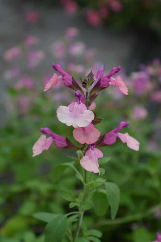 Salvia Peach Melba