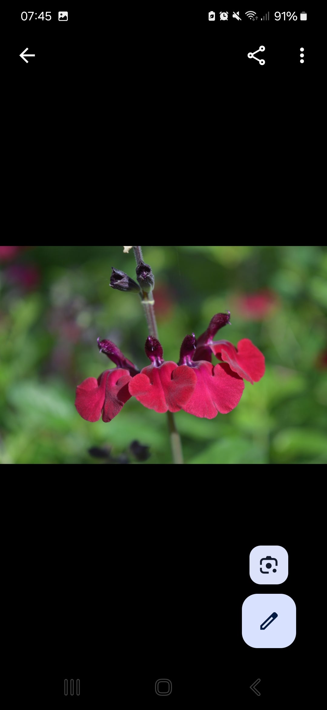 Salvia Royal Velours