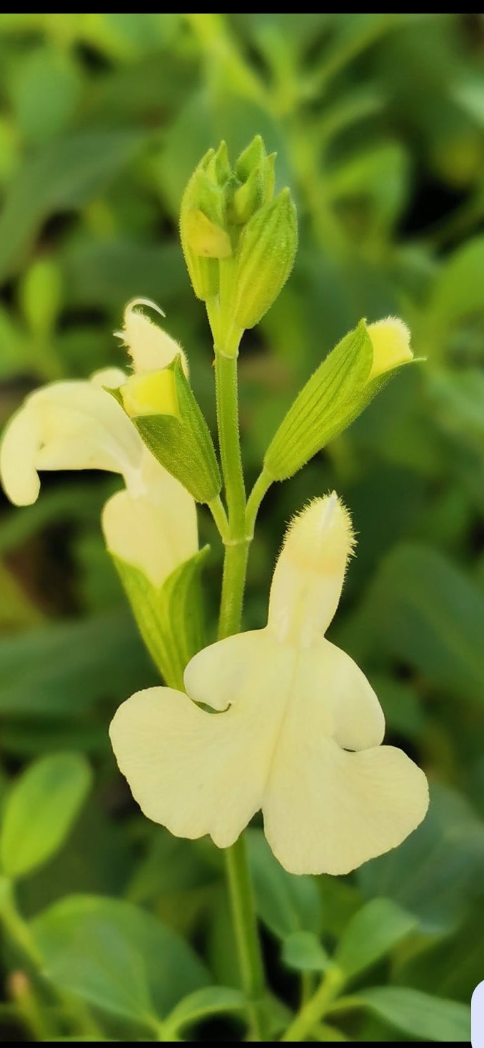 Salvia Vanilla Cream