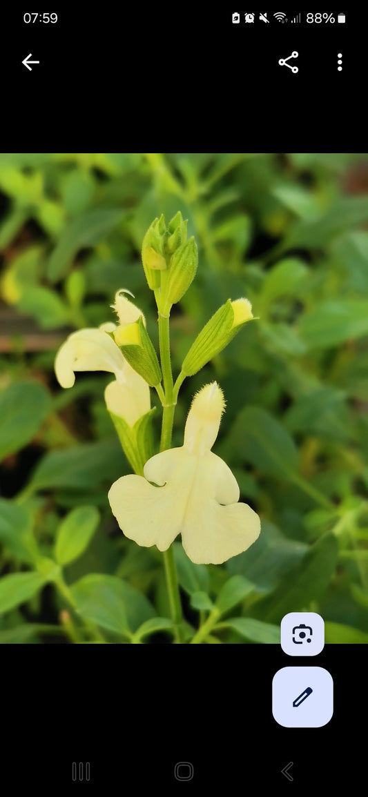 Salvia Vanilla Cream