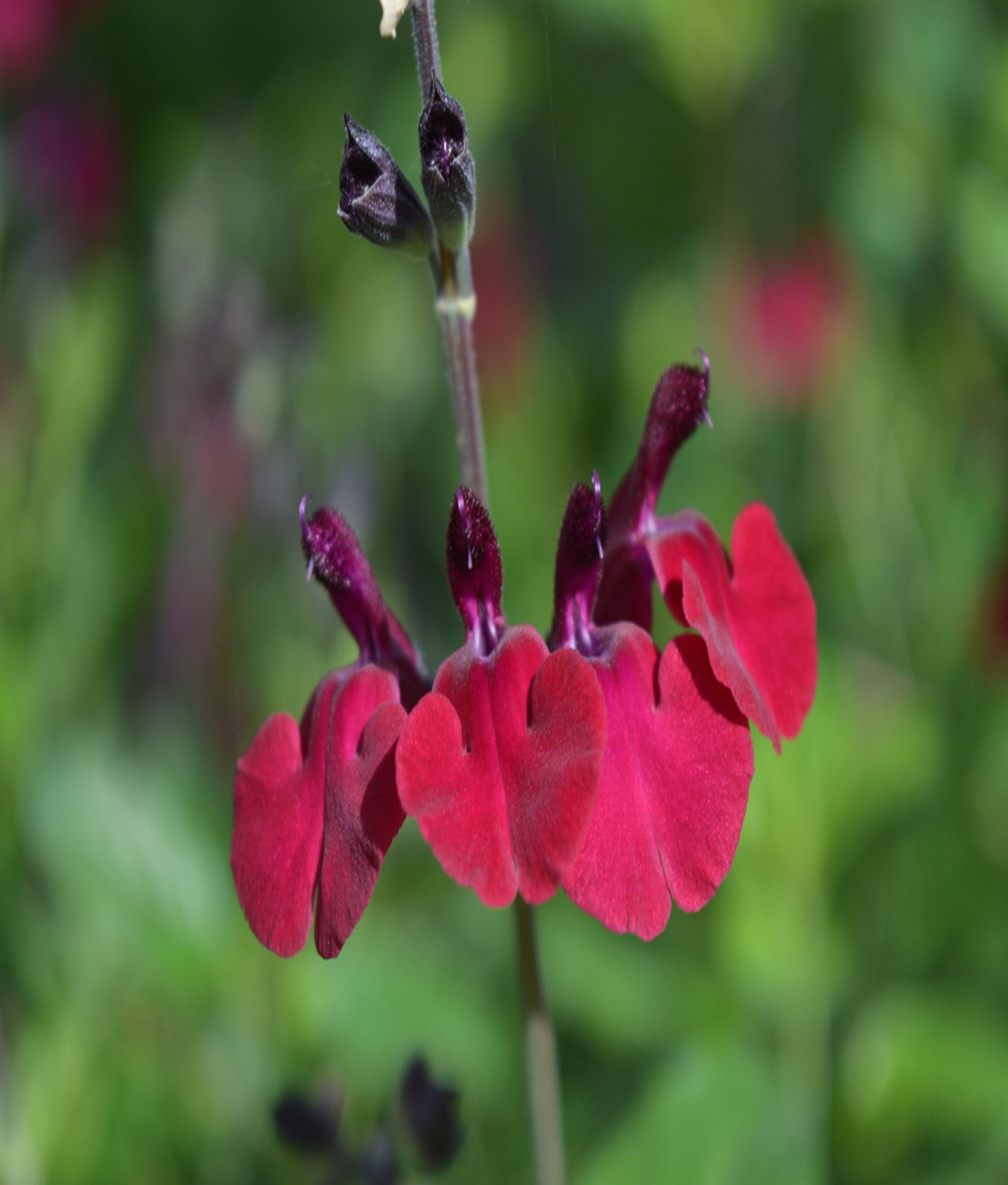 Salvia Royal Velours