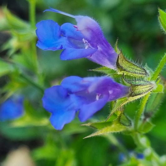 Salvia African Sky