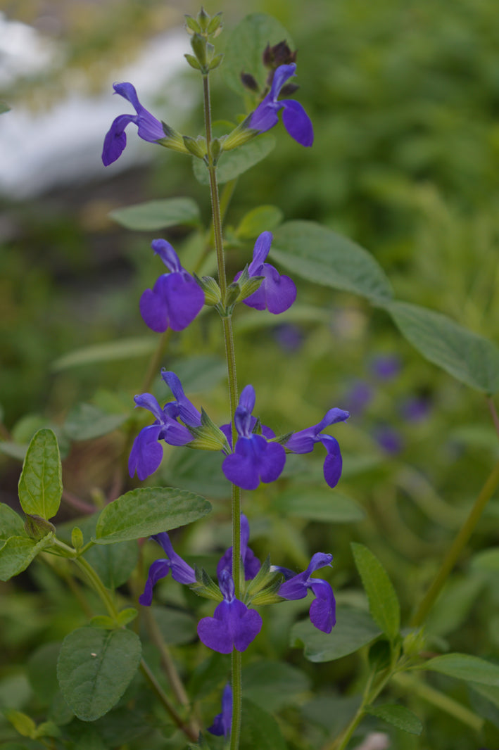 Salvia Blue Monrovia