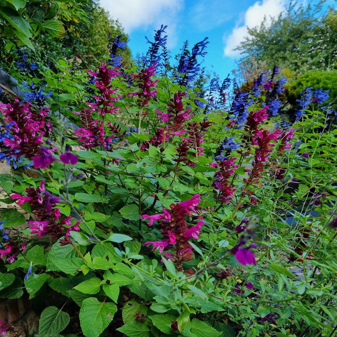 A picture of a mature  Salvia Rockin Fuchsia and a salvia black and blue.