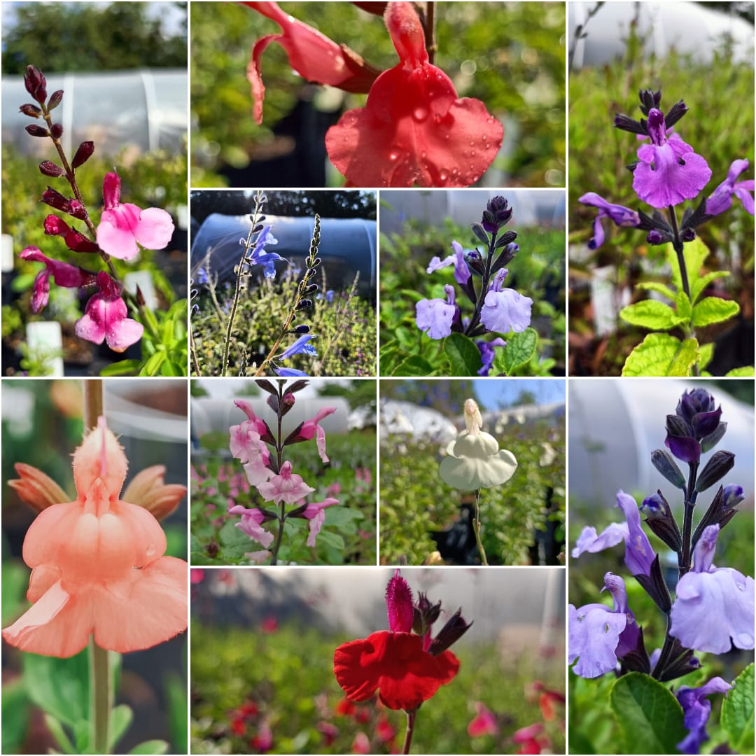 Most popular collection