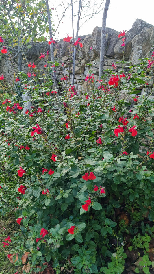 Salvia Royal Bumble