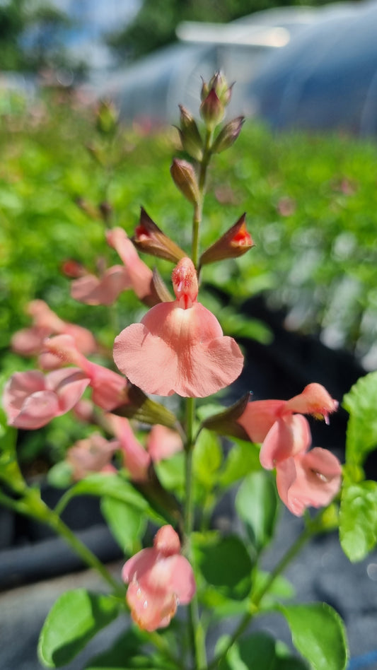Salvia Salmon Dance