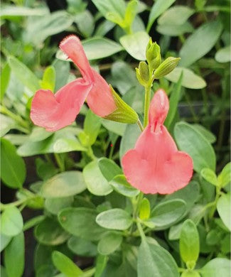 Salvia Apricot Spring