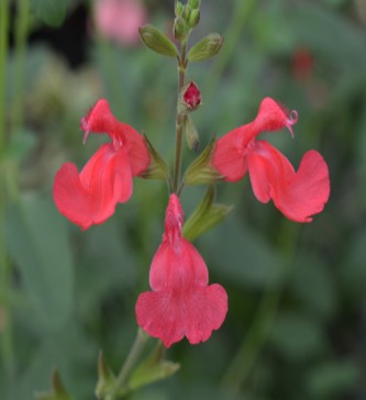 Salvia Flammen