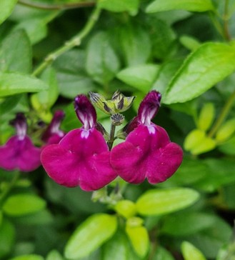 Salvia Golden Rosiene