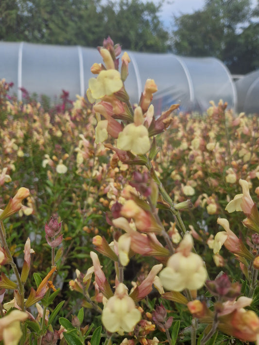 Salvia Harvest Sunset