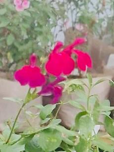 Salvia Courson Pink