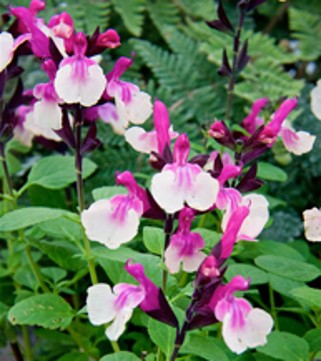 Salvia Raspberry Melba