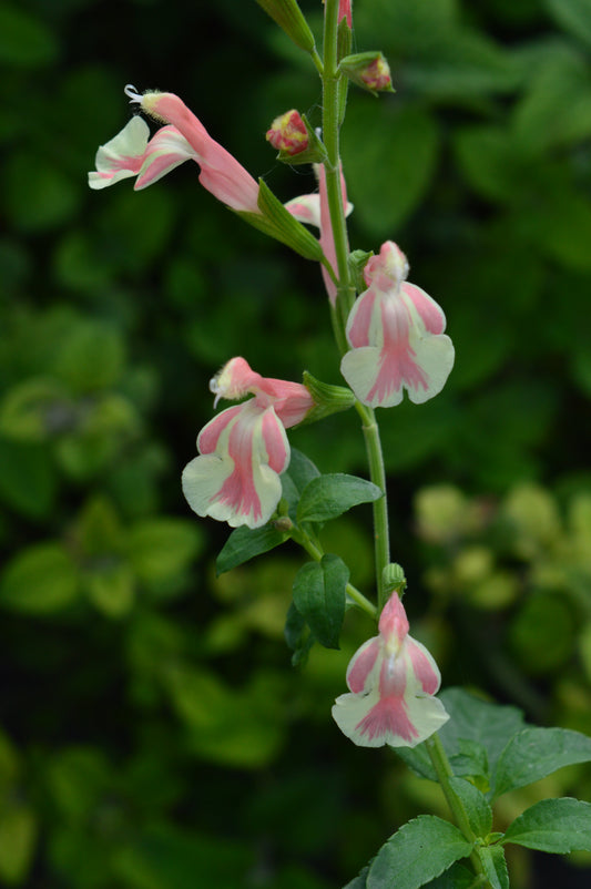 Salvia Belle de Loire