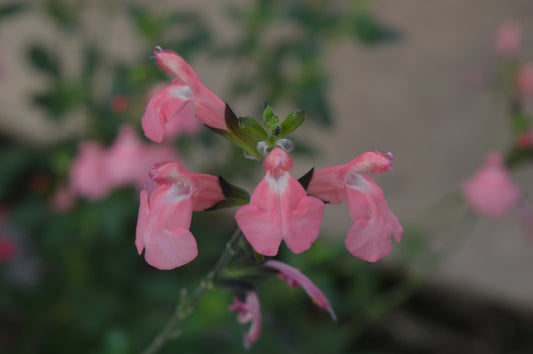 Salvia Pluenn