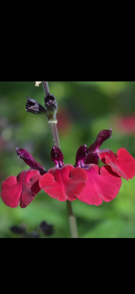 Salvia Royal Velours