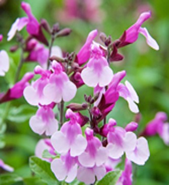 Salvia Strawberry Melba