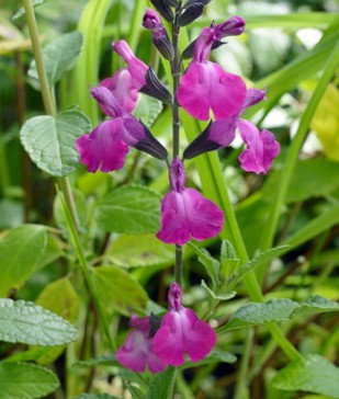 Salvia Strawberry Split