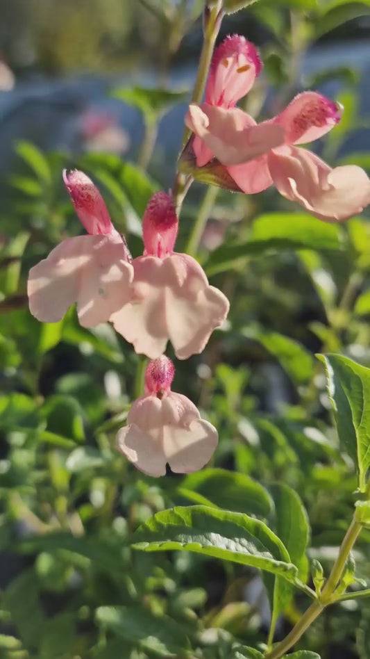 Salvia Strawberries and Cream