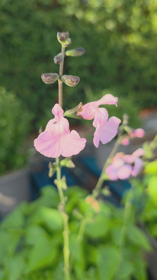 Salvia Naomy Tree