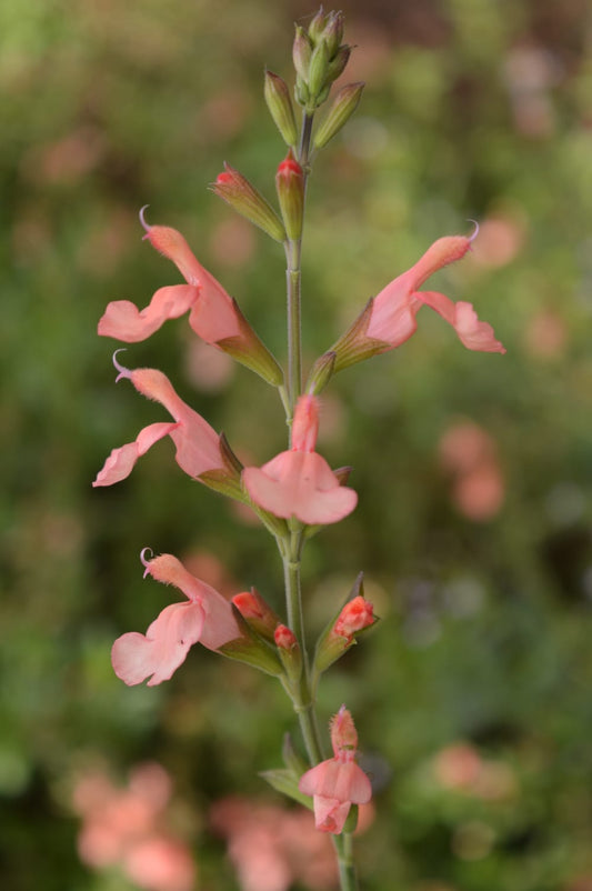Salvia Jamensis California Sunset