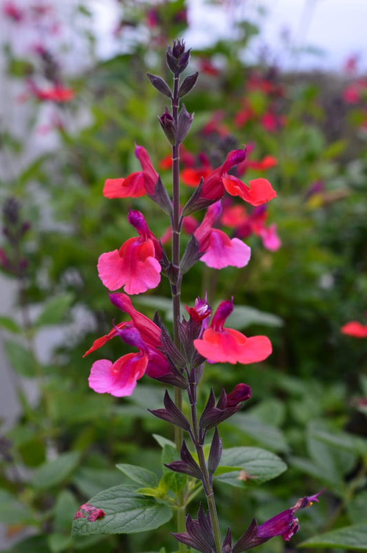 Salvia Wine and roses