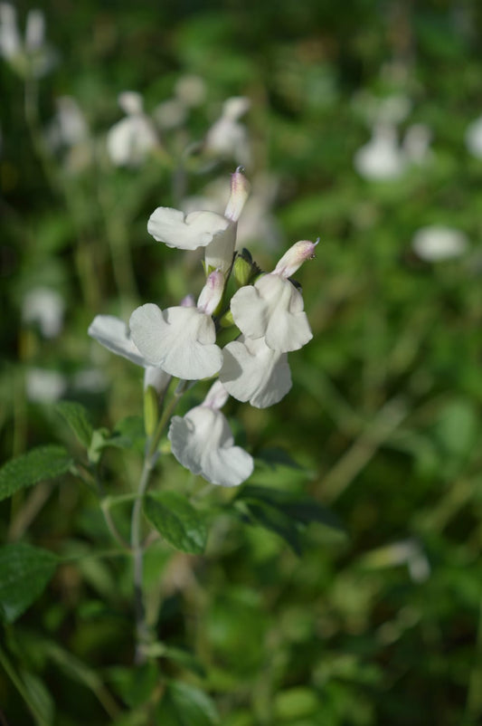 Salvia Cool cream