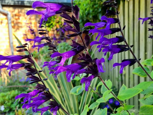 Salvia Amistad