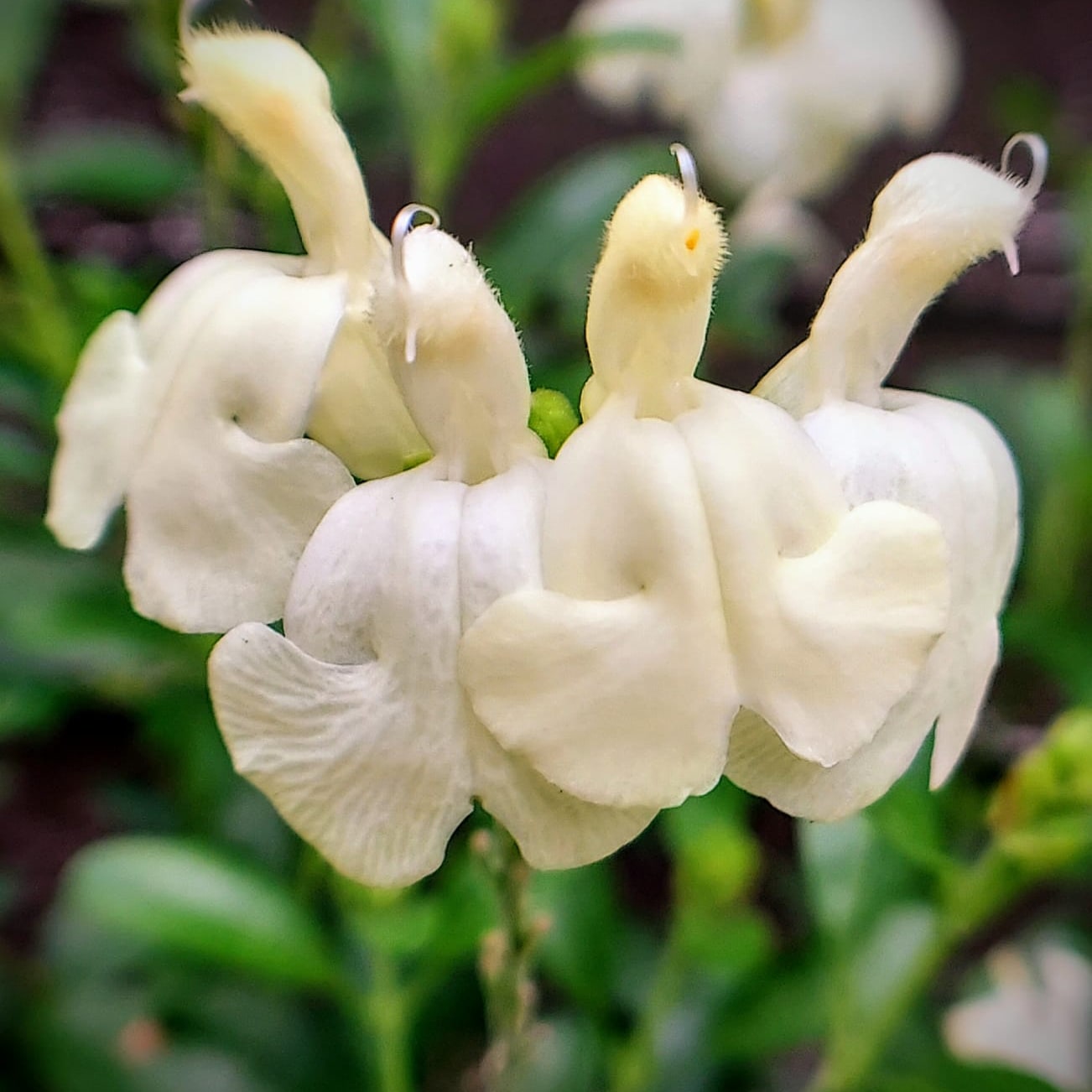 Salvia Clotted Cream