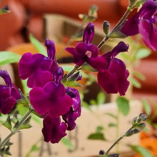 Salvia Nachtvlinder
