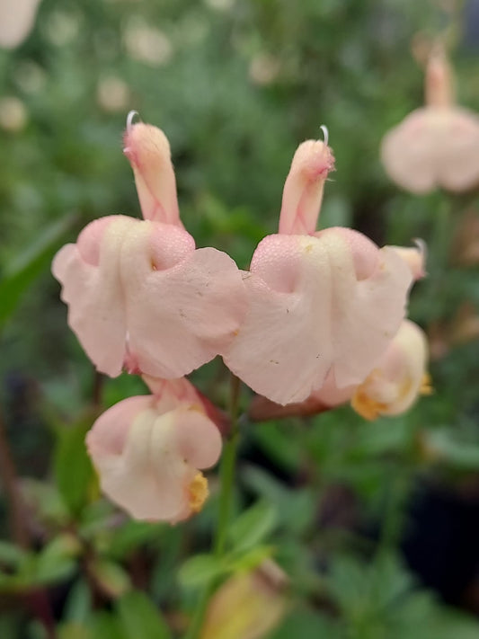 Salvia Peach Parfait