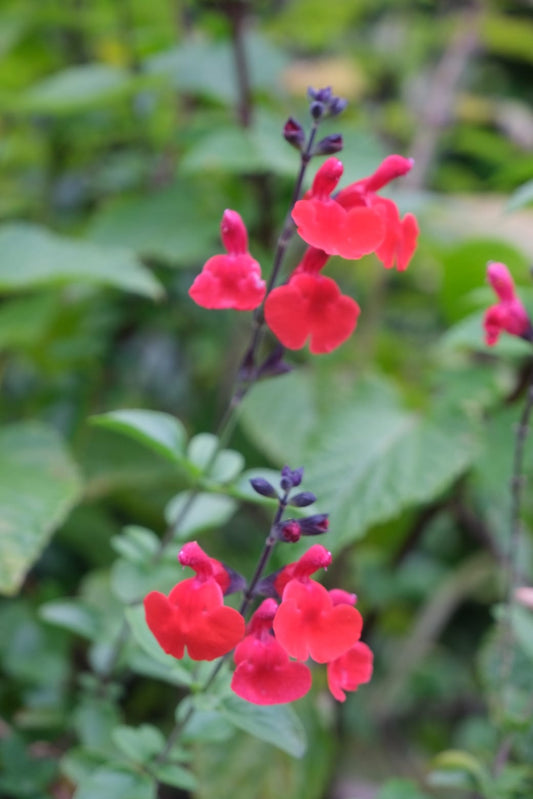 Salvia Royal Bumble