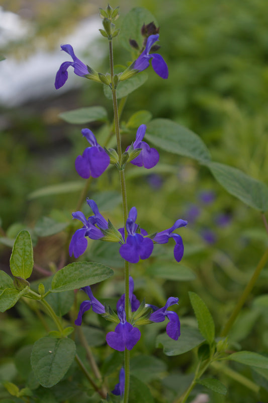 Salvia Blue Monrovia