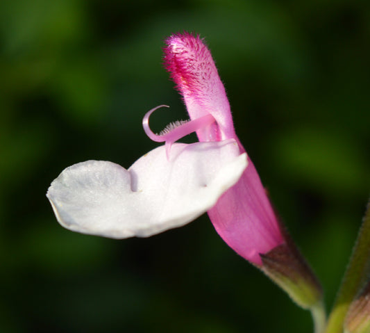 Salvia Dysons Joy