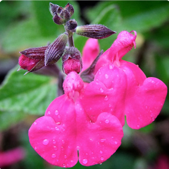 Salvia Microphylla Neon